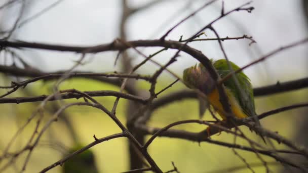 Pinzón guldiano (Erythrura gouldiae ) — Vídeo de stock