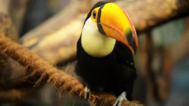 Toucan are members of the family Ramphastidae — Stock Video