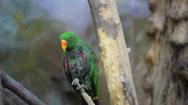 Eclectus papoušek (eclectus roratus) — Stock video