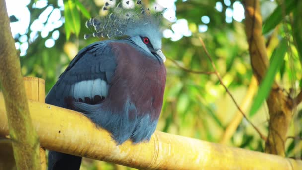 Palomas coronadas en el jardín — Vídeo de stock