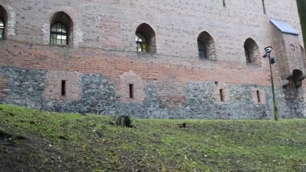 Duitse kasteel in Nidzica, Polen — Stockvideo