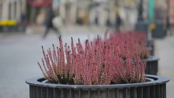 Time-lapse : Krakowskie Przedmiescie à Varsovie, Pologne — Video