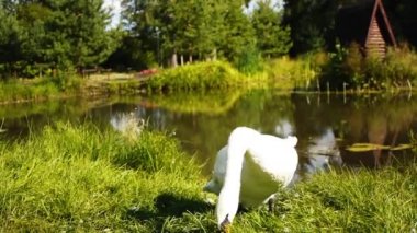 Kuğu kuşlar ailesinin Anatidae kuğu içinde.