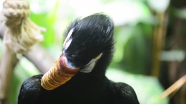 Rhyticeros orta ve büyük Rinoseros cinsidir