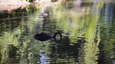 Siyah Kuğu (Cygnus atratus) büyük Sukuşu.