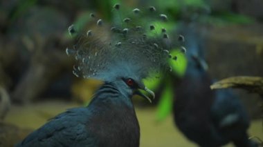 bahçede taç güvercinler