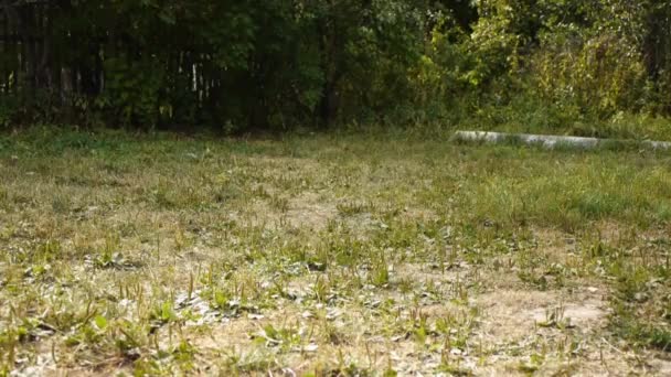 Fox terrier peleando por un tazón de plástico naranja — Vídeo de stock