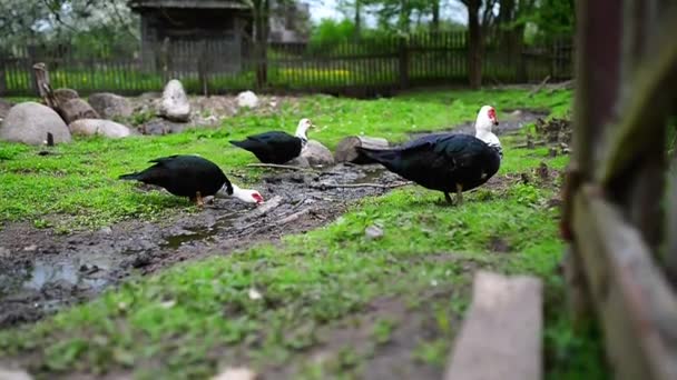 Pato moscoso (Cairina moschata ) — Vídeos de Stock