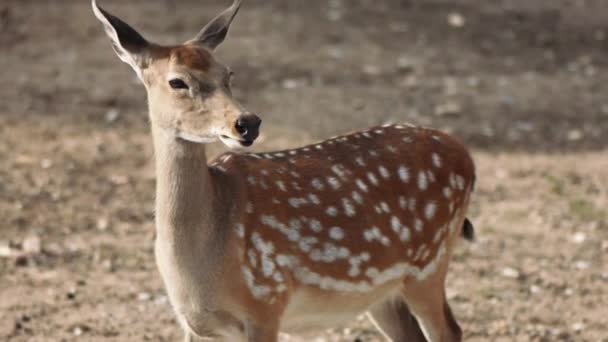 Sikahjort (Cervus nippon) eller fläckig hjort — Stockvideo