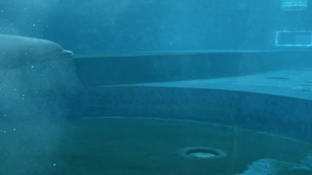 海洋のイルカ施設家族マイルカ — ストック動画