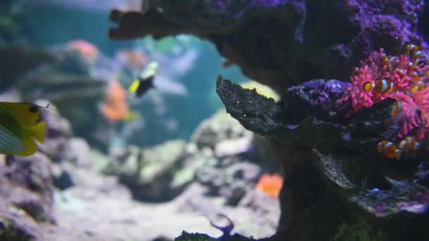 Pez payaso o pez anémona con anémonas marinas — Vídeos de Stock
