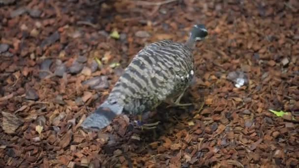 Sunbittern (Eurypyga helias) — Stock Video