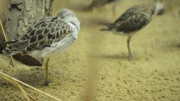 Zarapito euroasiático (numenius arquata ) — Vídeos de Stock