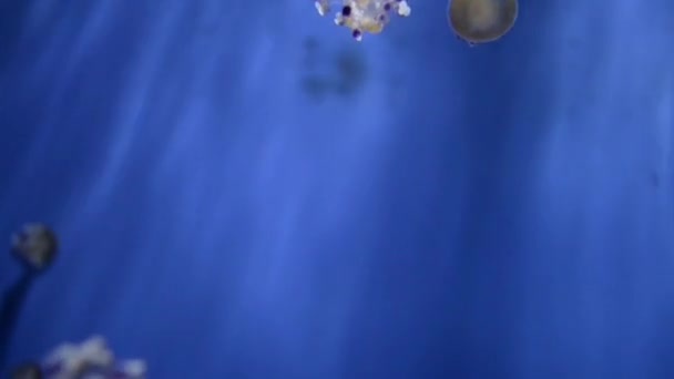 Медузы - крупная неполипная форма филума Cnidaria — стоковое видео