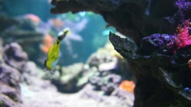 Palyaço balığı veya deniz anemon ile tehlikede
