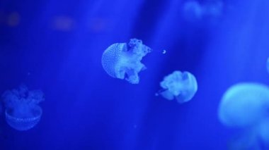 Denizanası - major polip olmayan form filum Knidliler