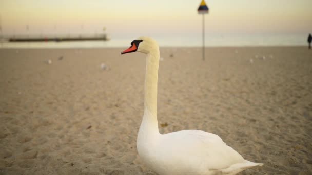 Лебеді птахів родини Anatidae в межах Cygnus — стокове відео