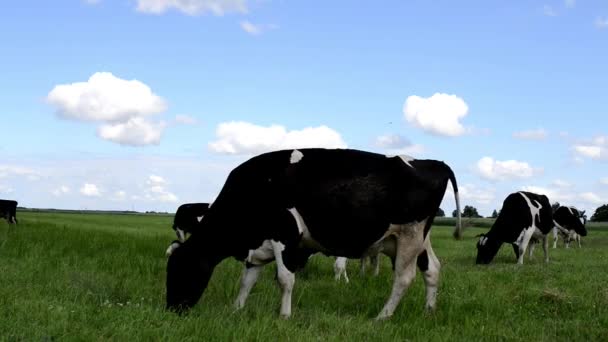 Vacas pastando en un pastizal verde — Vídeo de stock