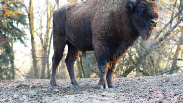 O bisão europeu (Bison bonasus ) — Vídeo de Stock