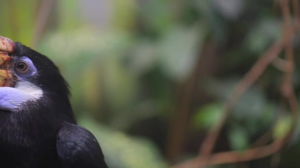 Rhyticeros är släkte av medelstora till stora näshornsfåglar — Stockvideo