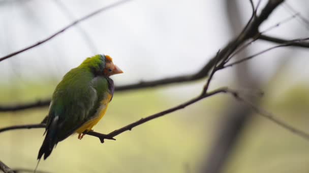 Pinzón guldiano (Erythrura gouldiae ) — Vídeo de stock