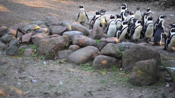 Африканский пингвин (Spheniscus demersus) — стоковое видео
