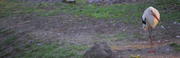 Intestazione del sito - cicogna bianca (Ciconia ) — Video Stock