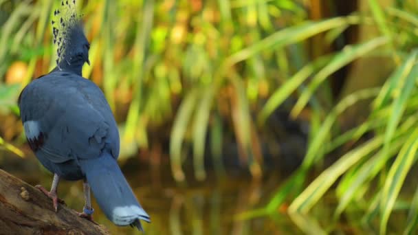 Gekroonde duiven in tuin — Stockvideo