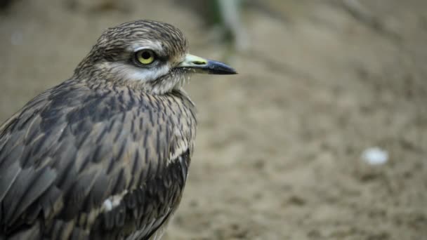 Curlew eurasiatico (Numenius arquata) — Video Stock