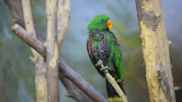 Папуга яєчка (Eclectus roratus ) — стокове відео