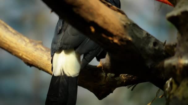 Toucan son miembros de la familia Ramphastidae — Vídeos de Stock