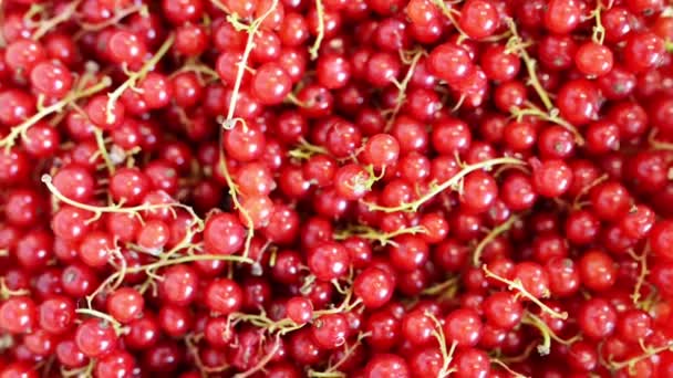 Circular motion: red currant — Stock Video