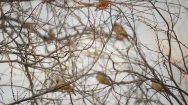 Gouldian finch (Erythrura gouldiae)