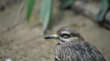 Avrasya Curlew (Numenius arquata)
