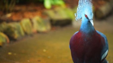 bahçede taç güvercinler