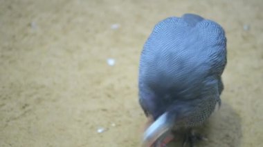 Miğferli Guineafowl (Numida meleagris)