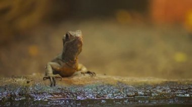 ortak basilisk (Basiliscus basiliscus)