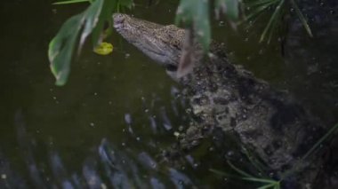 Nil timsahı (Crocodylus niloticus)