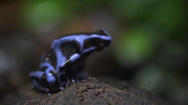 Dendrobates auratus veya siyah zehir dart kurbağa