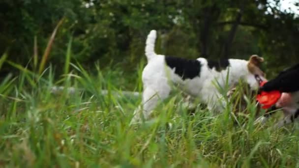 Fox terrier lutando por uma tigela de plástico laranja — Vídeo de Stock