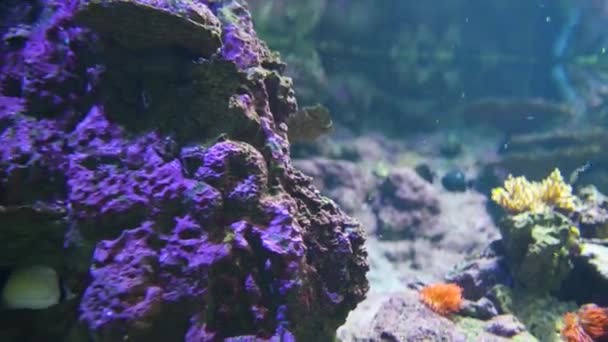 Clownfish or anemonefish with sea anemones — Stock Video