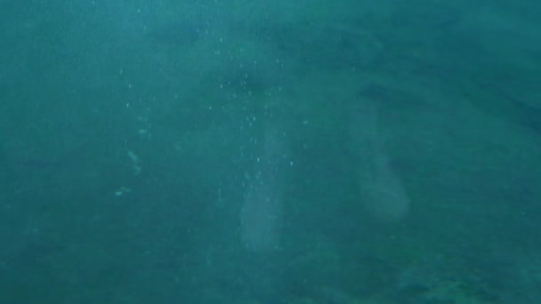海洋のイルカ施設家族マイルカ — ストック動画