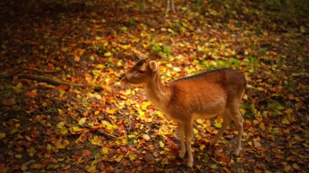 Молодой красный олень (Cervus elaphus ) — стоковое видео