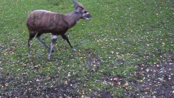 Antilopa nebo marshbuck (Tragelaphus spekeii) — Stock video