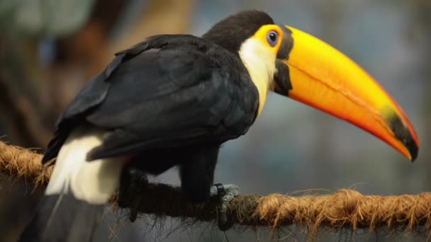 Toucan är Familj Ramphastidae — Stockvideo