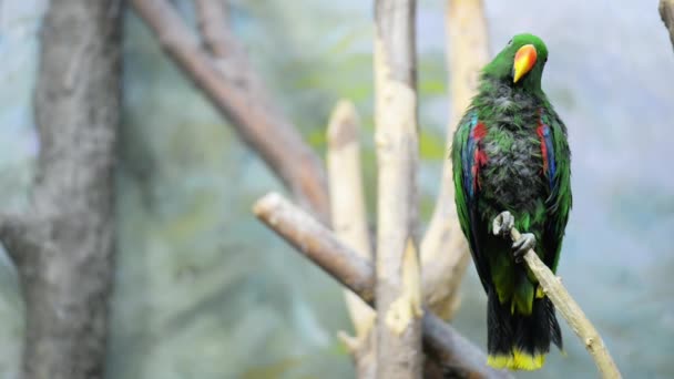 Eclectus papağanı (eclectus roratus) — Stok video