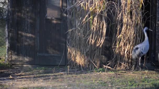 Burung jenjang (Grus grus) atau bangau Eurasia — Stok Video