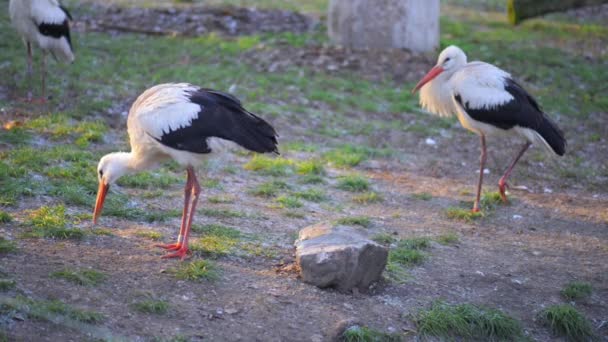 The white stork (Ciconia) — Stock Video