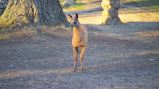 The guanaco (Lama guanicoe) — Stock Video