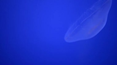 Denizanası - major polip olmayan form filum Knidliler